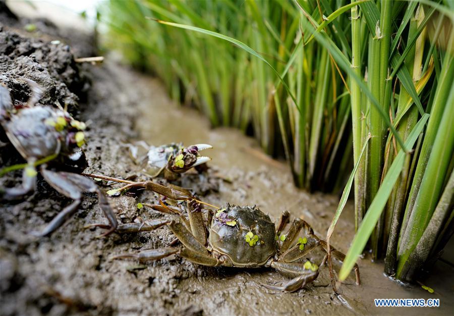 CHINA-HEBEI-AGRICULTURE-MIXED FARMING-RICE-CRAB (CN)