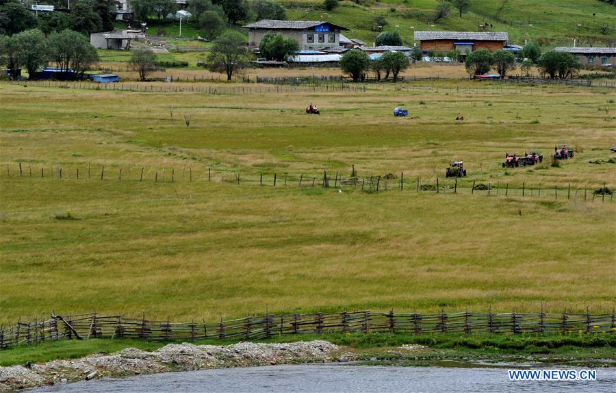 CHINA-NYINGCHI-GRASS-HARVEST (CN)