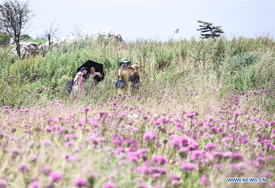 CHINA-GUIZHOU-CHIVE FLOWER (CN)