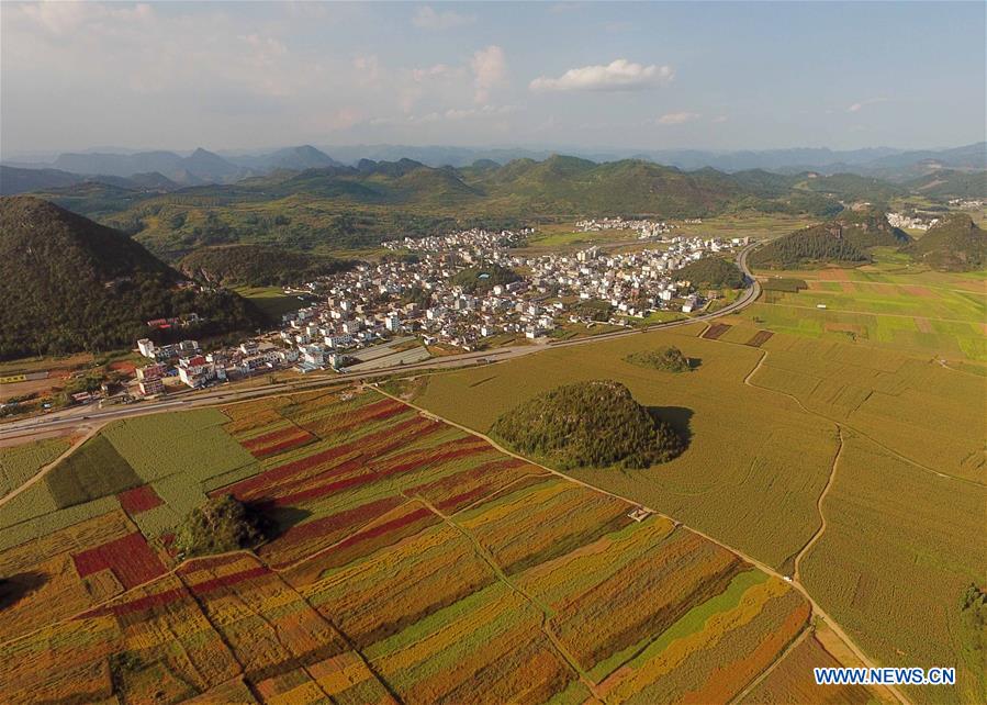 CHINA-YUNNAN-LUOPING-COLORFUL FLOWER FIELDS (CN)