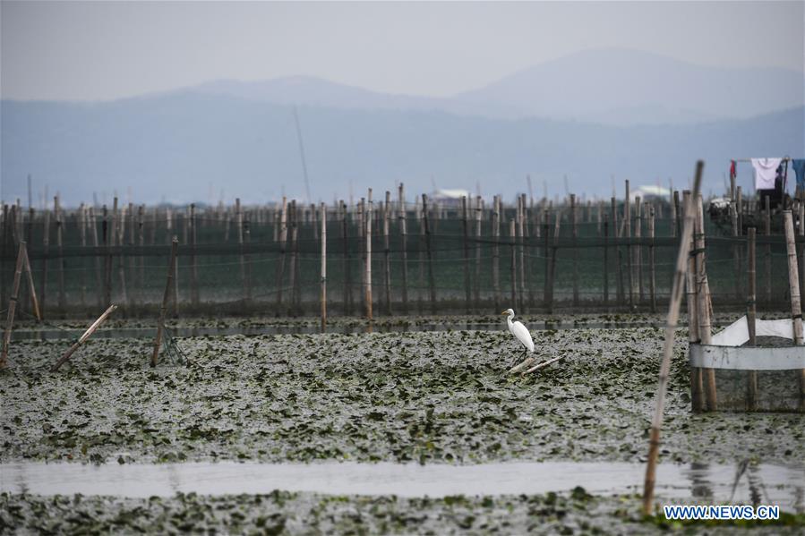 CHINA-ZHEJIANG-HUZHOU-TAIHU LAKE-CRAB (CN)