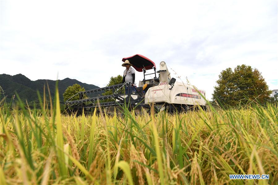 CHINA-ANHUI-YIXIAN-RICE-HARVEST (CN)