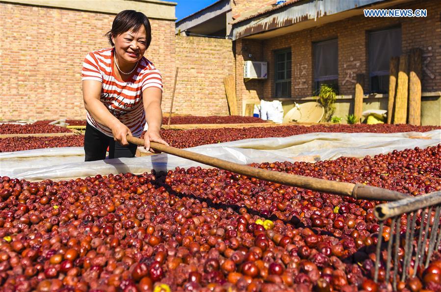 CHINA-AGRICULTURE-HARVEST (CN)