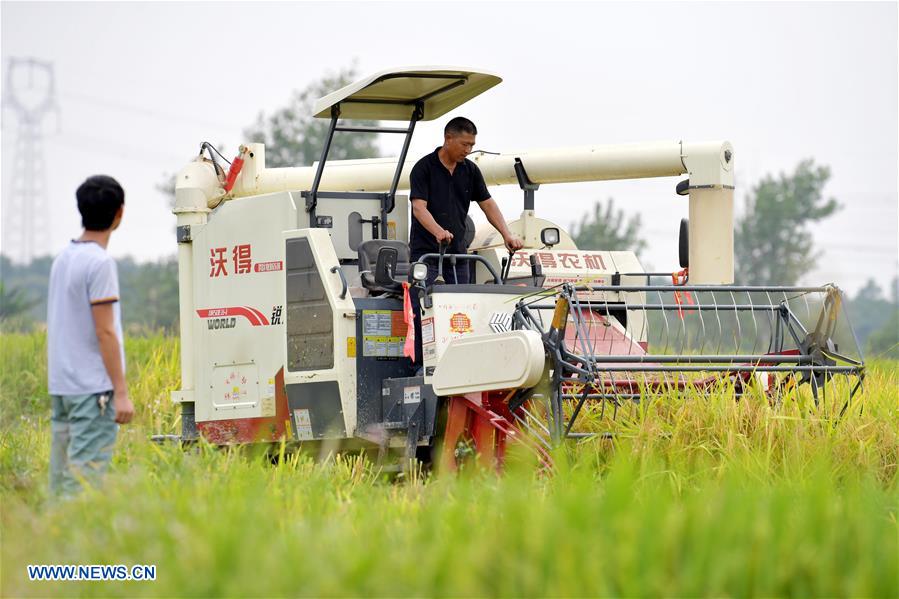 CHINA-JIANGXI-RICE-HARVEST (CN)