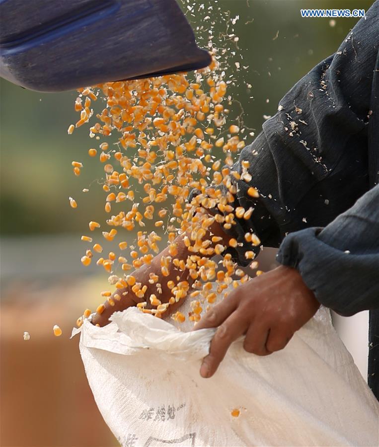 #CHINA-SHANDONG-HARVEST (CN)