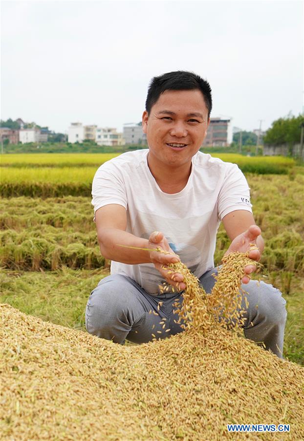 CHINA-JIANGXI-YUDU-HARVEST (CN)