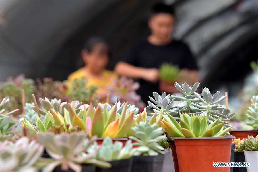 CHINA-JIANGXI-SUCCULENT PLANTS (CN)