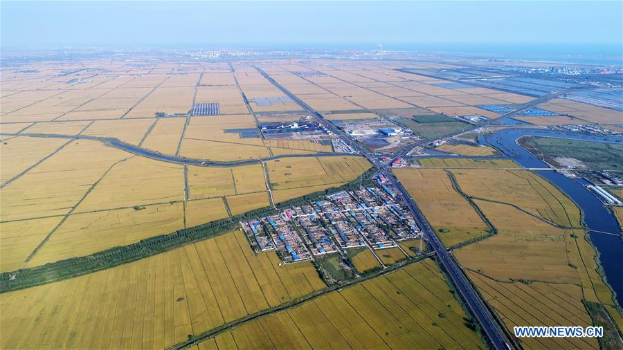 CHINA-HEBEI-RICE FIELDS(CN)