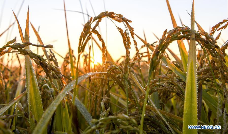 CHINA-XINJIANG-RICE-HARVEST (CN)