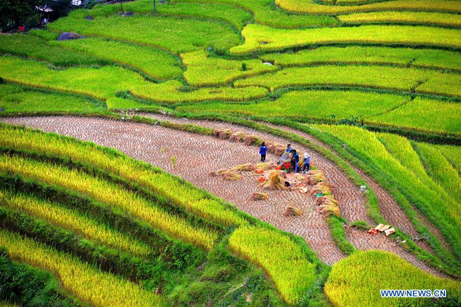 VIETNAM-HA GIANG-TERRACE-SCENERY