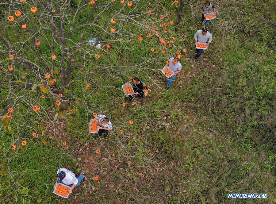 #CHINA-AUTUMN-HARVEST (CN)