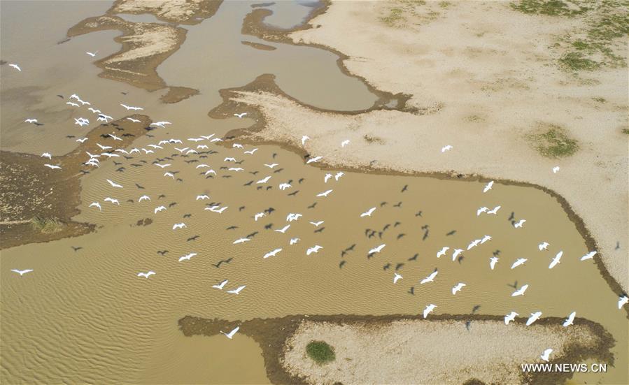 #CHINA-JIANGXI-POYANG LAKE-EGRETS (CN)