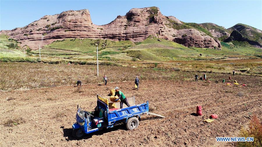 CHINA-NINGXIA-POTATO-HARVEST (CN)