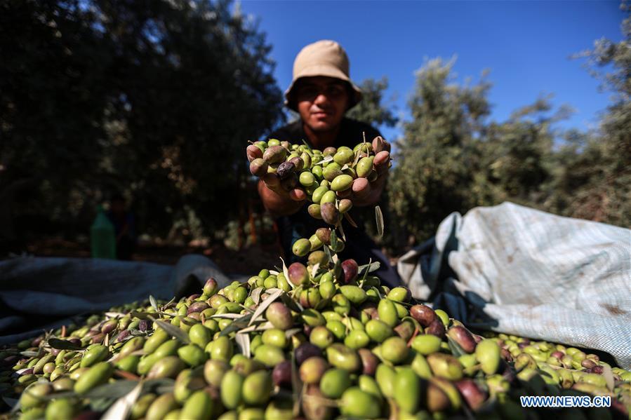 MIDEAST-GAZA-OLIVE-HARVEST