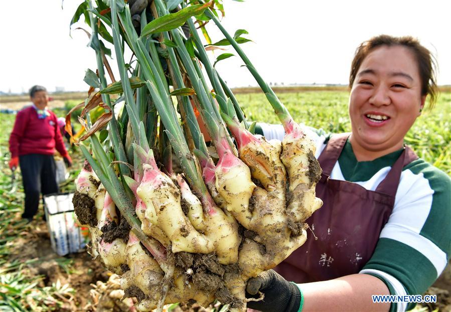 CHINA-HEBEI-AGRICULTURE-GINGER (CN)