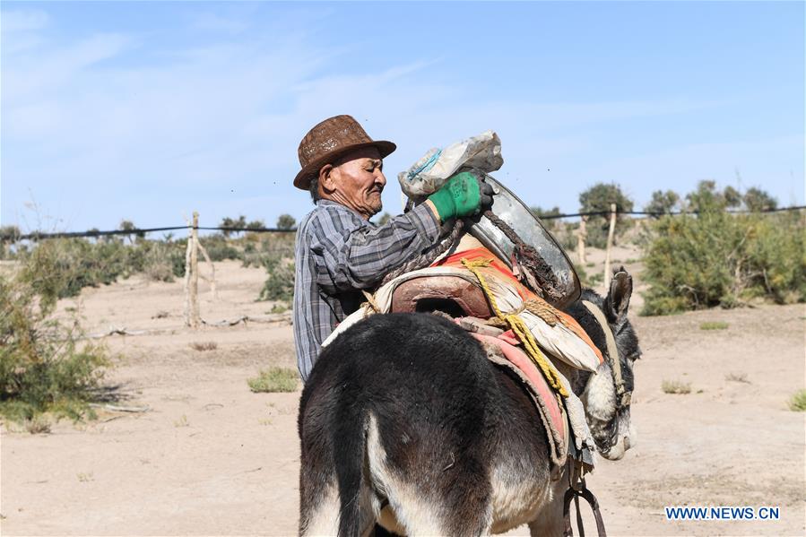 CHINA-INNER MONGOLIA-DESERT POPLAR (CN)