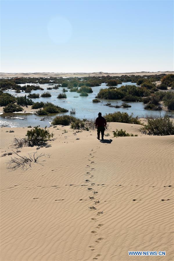 CHINA-INNER MONGOLIA-DESERT POPLAR (CN)