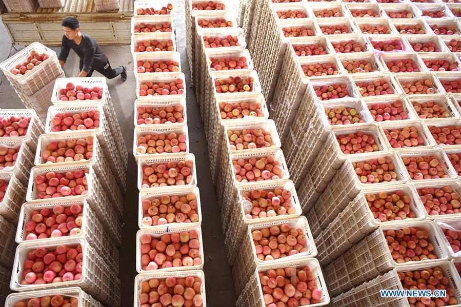 CHINA-SHANDONG-ZIBO-APPLE-HARVEST (CN)