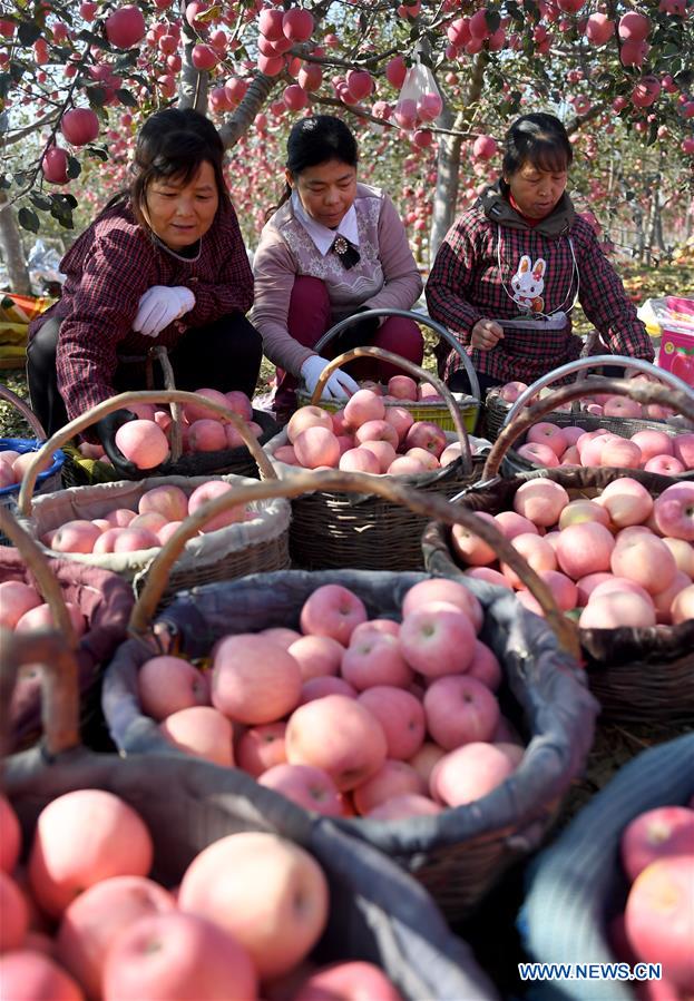 CHINA-SHAANXI-APPLE (CN)