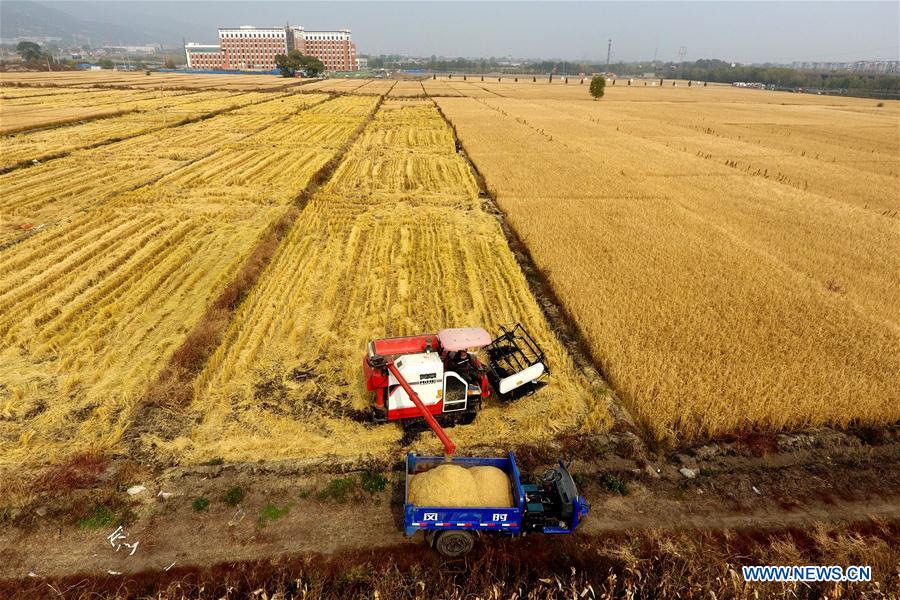 CHINA-AUTUMN-HARVEST (CN)