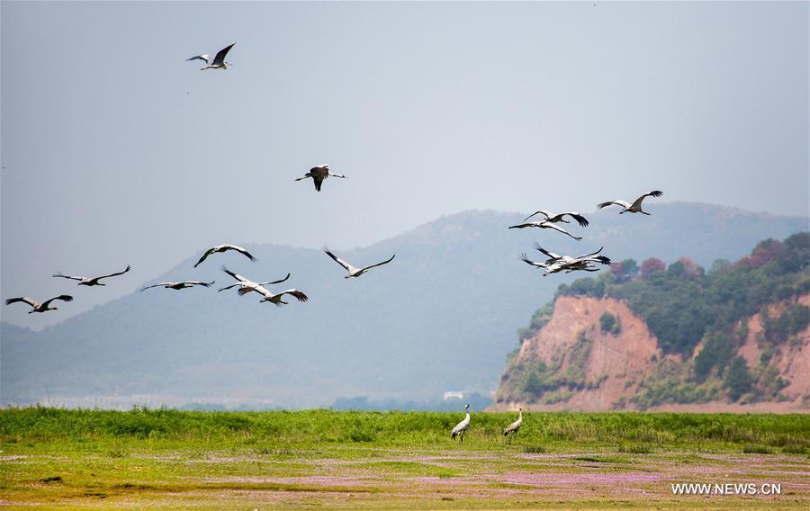 CHINA-JIANGXI-POYANG LAKE-MIGRATORY BIRDS (CN)