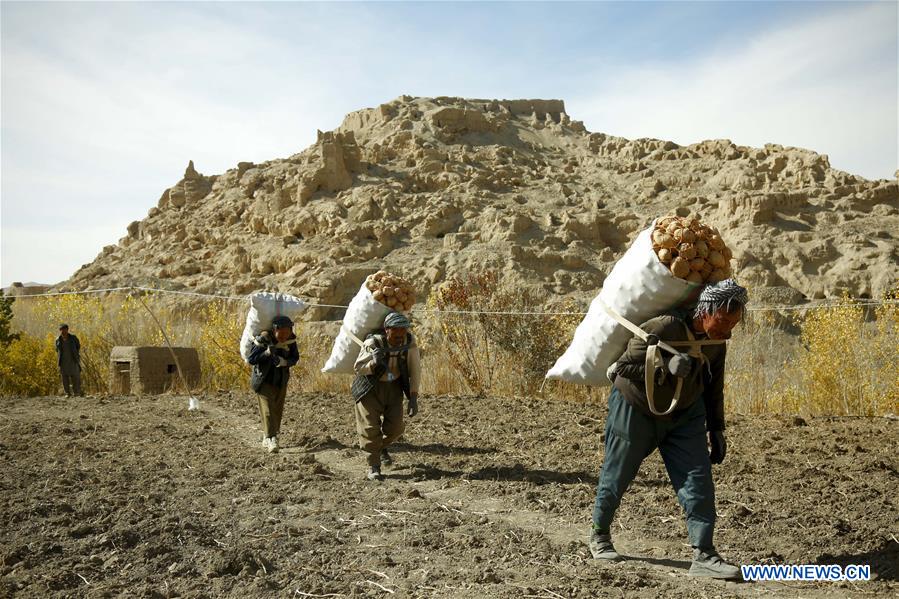 AFGHANISTAN-BAMYAN-AGRICULTURE-POTATO