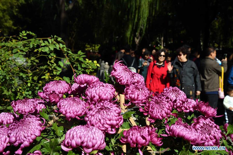 CHINA-SHANDONG-JINAN-CHRYSANTHEMUM(CN)