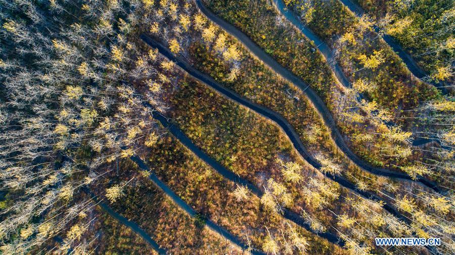 CHINA-ANHUI-HEFEI-AUTUMN-SCENERY (CN)