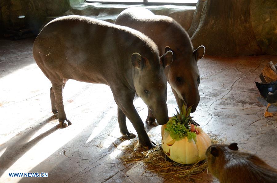 RUSSIA-NIZHNY NOVGOROD-HALLOWEEN-ZOO