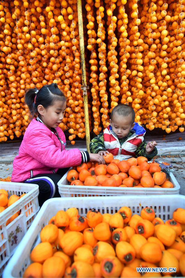 #CHINA-SHANDONG-ZIBO-PERSIMMON (CN)