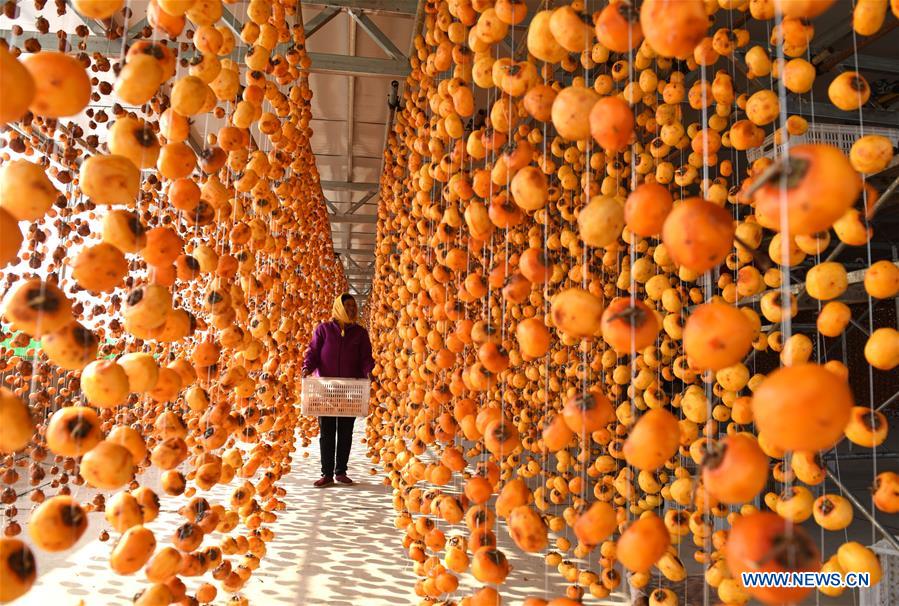 #CHINA-SHANDONG-LINYI-PERSIMMON (CN) 