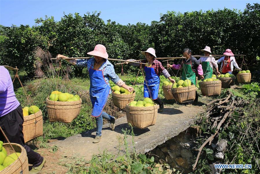 #CHINA-GUANGXI-RONGSHUI-POMELO (CN)