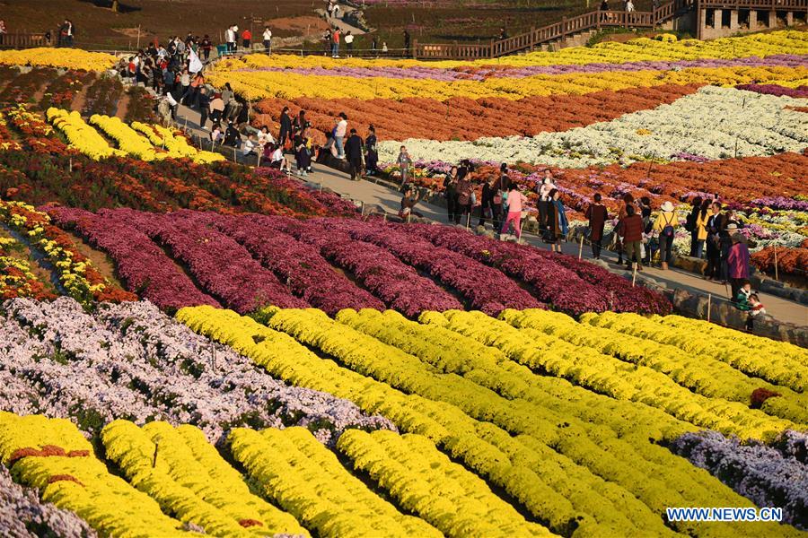 CHINA-GUIZHOU-CHRYSANTHEMUM-TOURISM (CN)