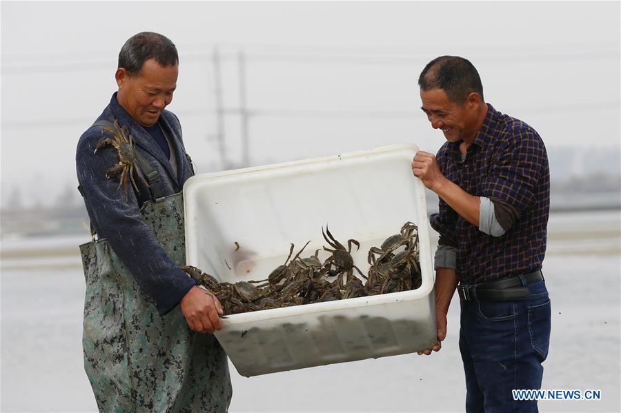 #CHINA-SIHONG-CRAB-HARVEST (CN)