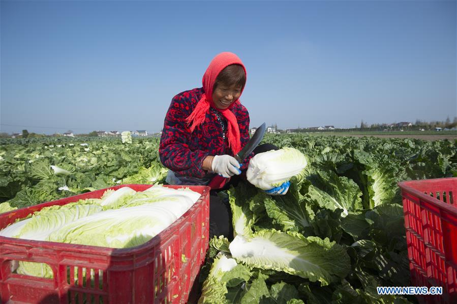 #CHINA-WINTER-HARVEST (CN)