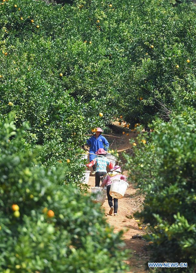 CHINA-JIANGXI-NAVEL ORANGE-HARVEST(CN)