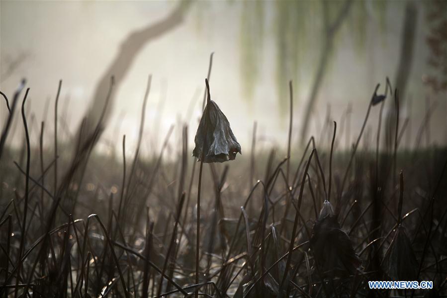 #CHINA-JIANGSU-WITHERED LOTUS (CN)