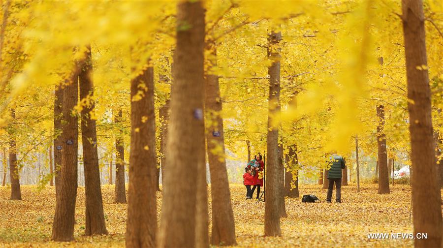 #CHINA-SHANDONG-GINKGO TREES (CN) 