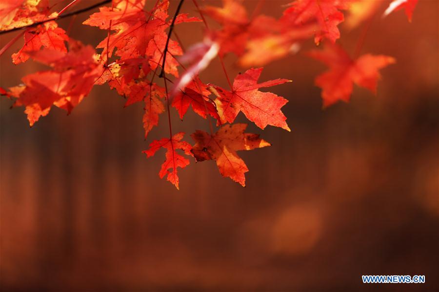 #CHINA-SHANDONG-AUTUMN-MAPLE LEAVES-SCENERY (CN)