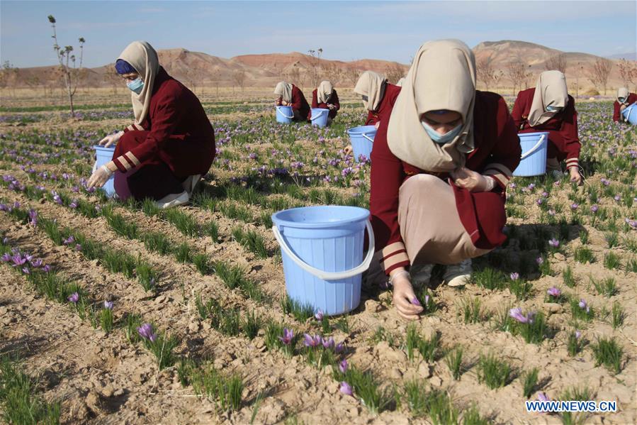 AFGHANISTAN-HERAT-SAFFRON FIELD