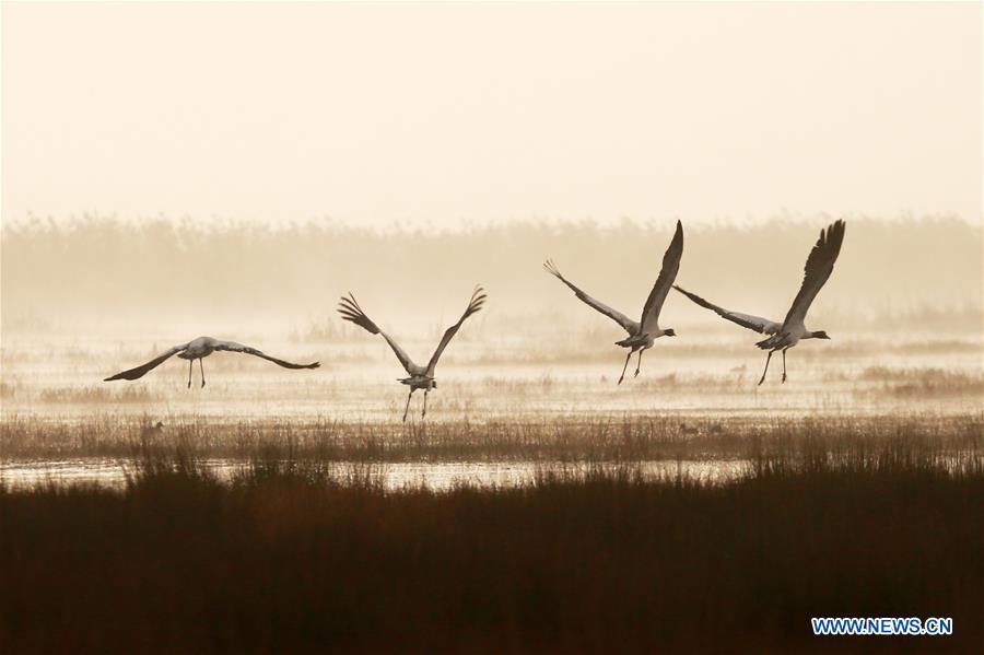 CHINA-GUIZHOU-NATURE RESERVE-MIGRATORY BIRDS (CN)