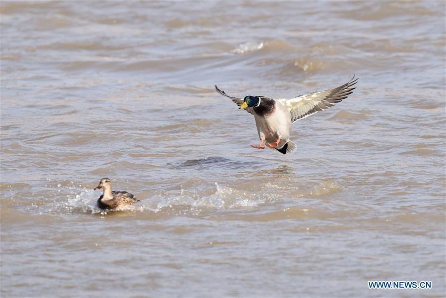 CHINA-QINGHAI-MIGRATORY BIRDS  (CN)