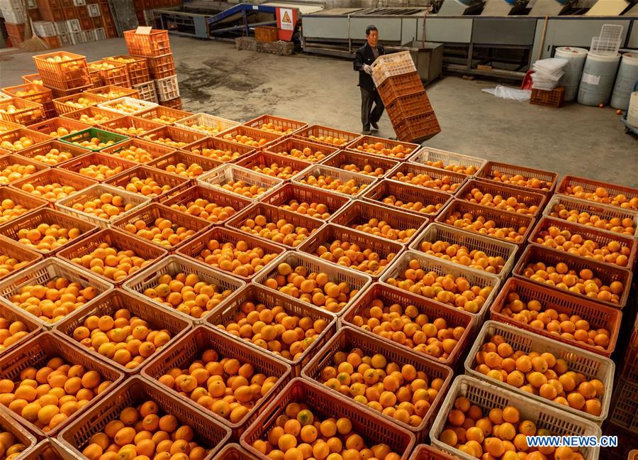 #CHINA-HUBEI-ZIGUI-NAVEL ORANGE (CN)