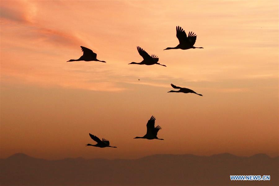 CHINA-GUIZHOU-WEINING-NATURE RESERVE-BLACK-NECKED CRANE (CN)