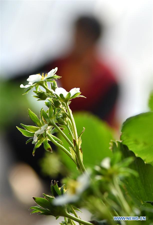 #CHINA-WINTER-ARGRICULTURE-GREENHOUSE (CN)