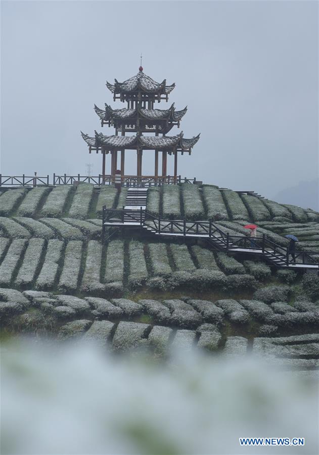 #CHINA-HUBEI-TEA GARDEN-SNOW (CN)