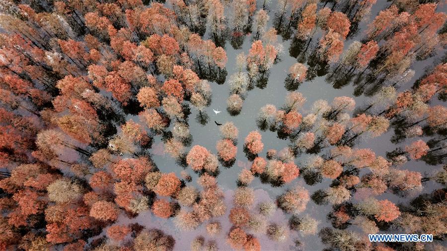 CHINA-ANHUI-LAI'AN-POND CYPRESS-SCENERY (CN)