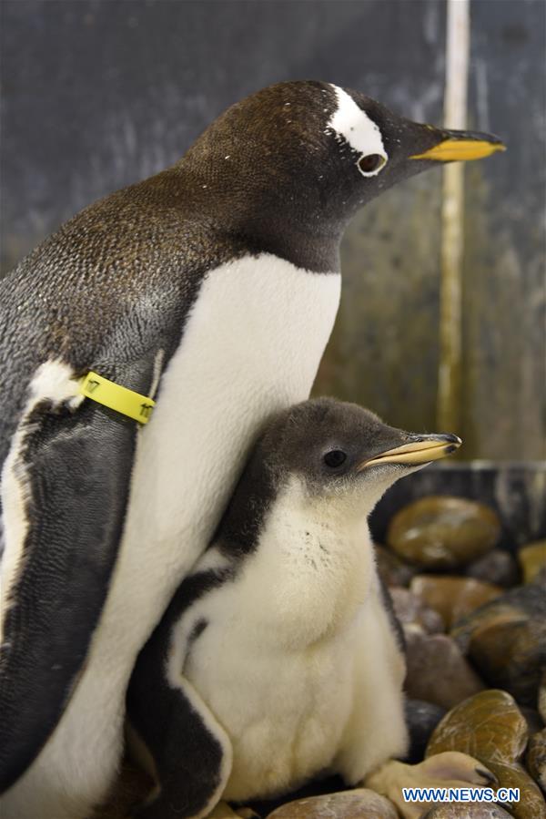 CHINA-HARBIN-POLARLAND-PENGUIN (CN)