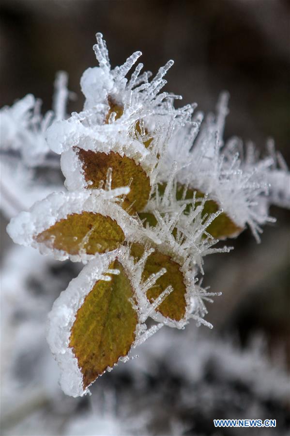 #CHINA-HUNAN-XIANGXI-SNOW-PLANTS (CN)