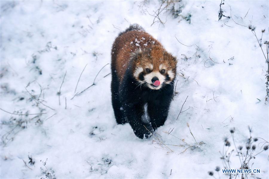 #CHINA-SHANDONG-SNOW (CN)